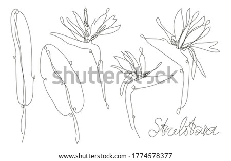 Decorative hand drawn strelitzia flower, design element. Can be used for cards, invitations, banners, posters, print design. Continuous line art style