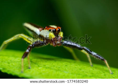 A cute baby spider. Close up the Jumping spider on the leaves. Jumping spiders have some of the best vision among arthropods and use it in courtship, hunting, and navigation. 