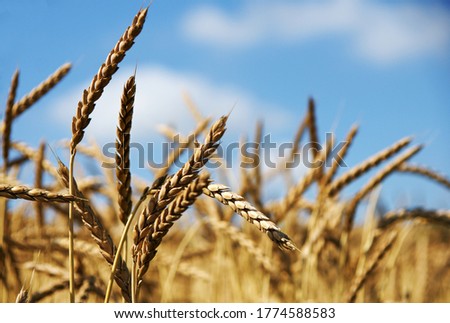 Field with spelt, old grain variety, copy space Royalty-Free Stock Photo #1774588583