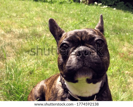 Portrait of french bulldog on the grass in the park                              