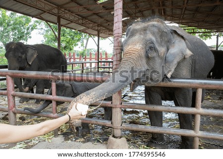 The cute elephant in Thailand