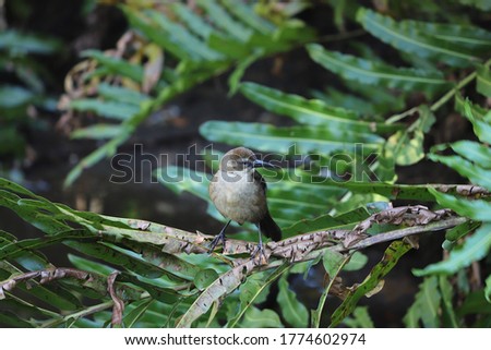 Small brown bird amongst the plant leaves