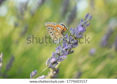 Beautiful Butterfly on Lavender flower, Silver-studded Blue, Plebejus argus