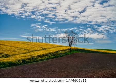 The rural landscape, the picture shows a view of the flowering rapeseed, Poland around Sztum