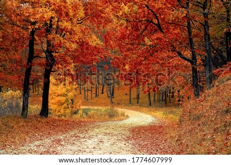 image of junglee with multiple trees which are in red colours, red forest, falling a red flowers on road Royalty-Free Stock Photo #1774607999