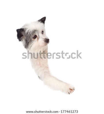 dog above white placard. isolated on white background