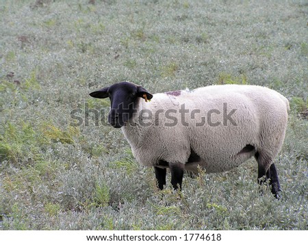 Black face sheep feeding on river weed Royalty-Free Stock Photo #1774618