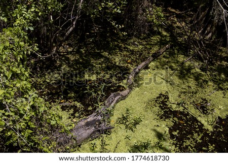 colors of the parts of a swamp