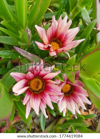 Various color beautiful gazania flowers