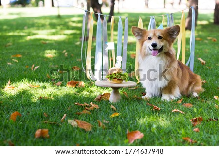 birthday off beautiful corgi fluffy on green lawn and colorful party ribbon on the background
