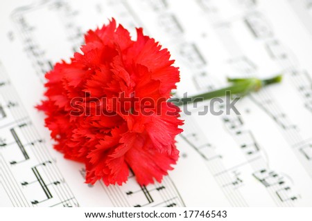 Red carnation flower on musical notes page