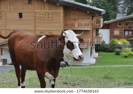 The cow in the mountains. 