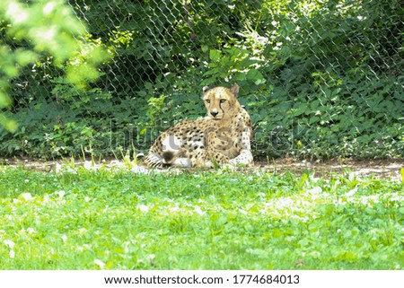 A cheetah sits on the ground next to a fence