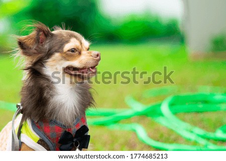 chihuahua dog on the green grass