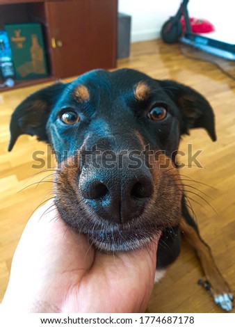 hand gripping dog's nose sitting on wooden floor. black and brown dog. 