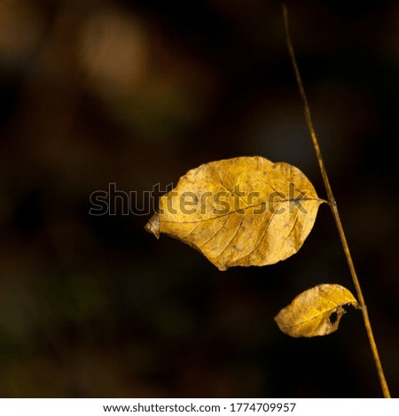 close-up of foliage during the autumn season