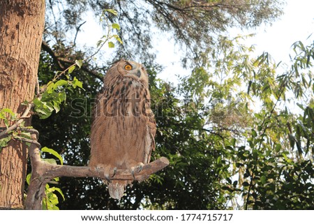owl bird, sunshine, green trees