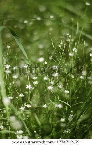 small white mokritz flowers. tender background green with white colors, washed background side