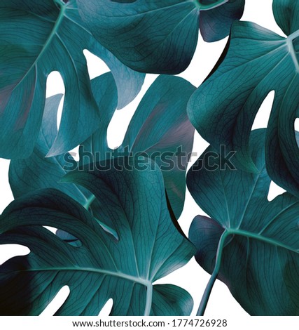Tropical jungle foliage, dark blue leaf nature background.