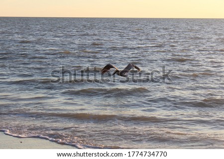 Seagull Flying Over Beach Water During Sunset