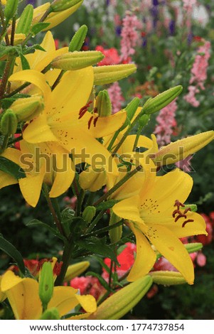 yellow lilies in the flowerbed in the sunlight
