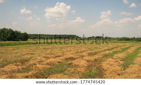 Mowed hay on the field on a sunny day. Harvesting food for animals for the winter. Stock photo background.