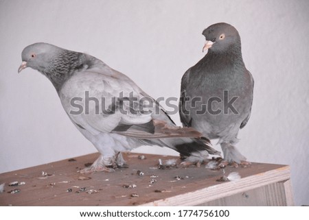 Pigeons attract people's attention with their games and beauty
