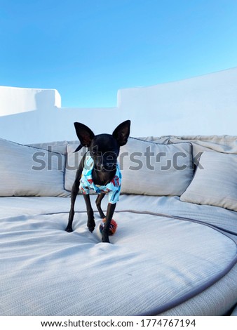 heres a picture of a black teacup chihuahua taken in 