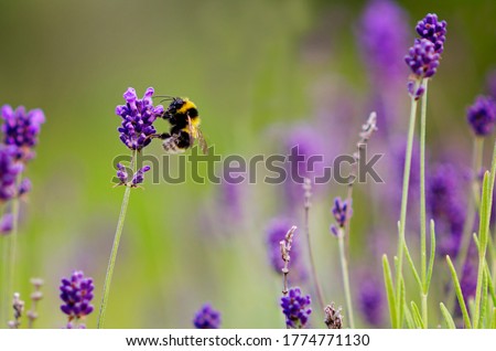 Bumble bee sucking nectar from lavender Royalty-Free Stock Photo #1774771130