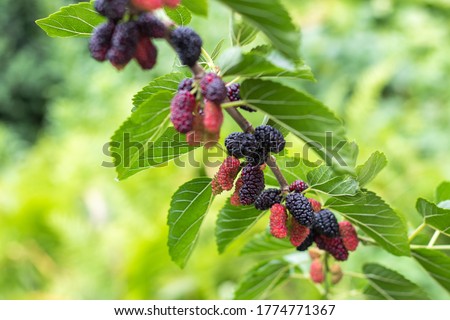 The fruit of black mulberry - mulberry tree. Royalty-Free Stock Photo #1774771367