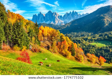 Autumn scene of  Santa Magdalena famous  village view in front of the Geisler or Odle Dolomites Group mountain rocks.  Location: Santa Maddalena village, Val di Funes, Trentino-Alto Adige, Dolomites, 