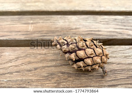 One conifer on a brown background. High quality photo