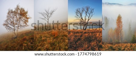 Collage Of Autumn Backgrounds. Tree in the fog