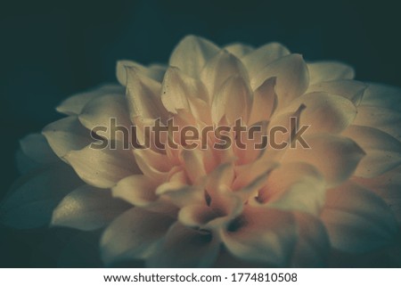 Beautiful dahlia flower isolated; Nature Background