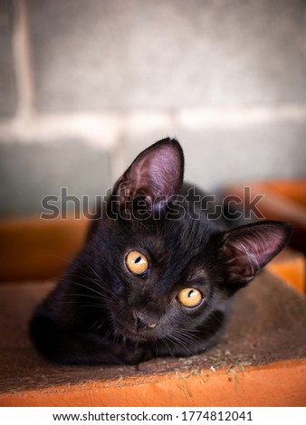 The Black Kitten with a Ragged Face Lying on The Pot