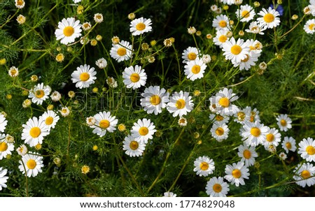 Beautiful bouquet of camomiles on sunny day in nature closeup. Daisy flowers, wildflowers, spring day. Many marguerites on meadow in garden with nice white petals and blossoms. Screensaver for desktop