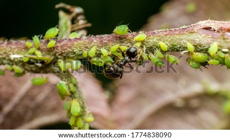 ant caring for aphids, symbiosis of insects in their natural habitat, farm relations between ants and aphids