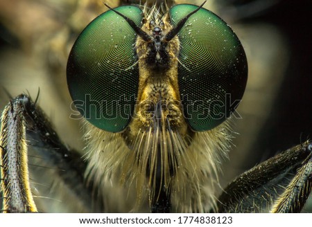 Extreme sharp and detailed portrait of robber fly, Robberfly (Asilidae), family of carnivorous dipterous insects of suborder Short-billed (Brachycera), super macro, detail on eye and face very clear Royalty-Free Stock Photo #1774838123