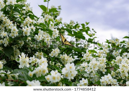 A yellow and black butterfly rests with spread wings on a branch with green leaves and white blossoms. The sky is in the background.