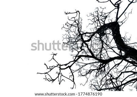 Silhouette dead tree isolated on white background with copy space. Death, lament, sad, grief, hopeless, and despair concept. Halloween day abstract background. Disgusting and disordered tree branches.