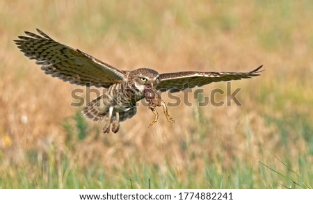 Burrowing owl with a toad
