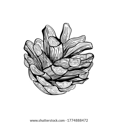 Pine cone. Christmas tree decoration. A pine cone. Hand drawn Botanical vector illustration. Design elements for invitations, holiday decor, greeting cards, prints, printing
