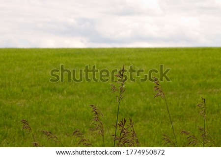 beautiful meadow on a summer day in Bavaria / Germany
