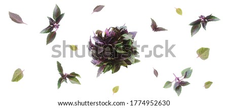 red basil set of different leaves bundles on a white background isolate. copy space, close up,