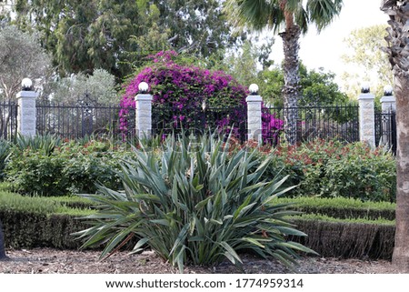 trees and flowers grow along a fence in a city park in Israel