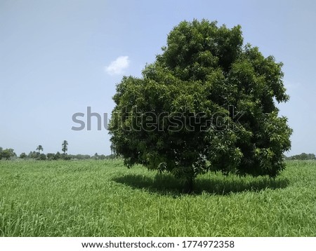 Beautiful mango tree in the daylight with sky background, tree stock footage