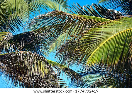 abstract palm leaves sun background, active summer vacation at sea