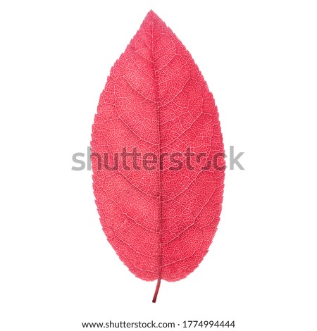 red leaf with veins in clearance. isolated on white background