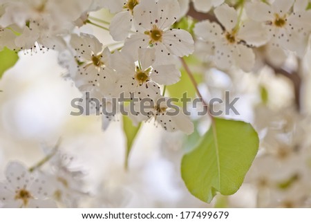 Flowering pear blossoms border