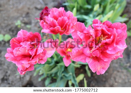 chic pink fluffy multi layered tulips on a flower bed in the garden in spring